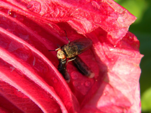 Spotting Image 1