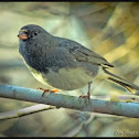 Dark-eyed Junco