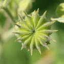 Velvetleaf