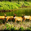 Roosevelt Elk