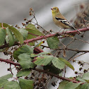 American Goldfinch