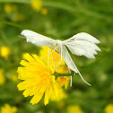 White Plume Moth (aka Angel)