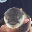 Sea otter