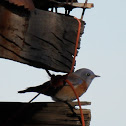 Western Bluebird