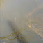 Tadpoles