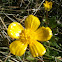 Creeping Buttercup