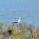 American Avocet