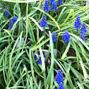 Grape hyacinth