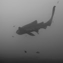 Zebra (Leopard) Shark
