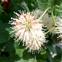 buttonbush