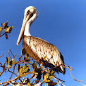 Brown pelican
