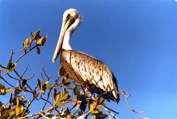 Spotting Image 1