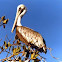Brown pelican