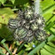 Yellow Hawkweed Buds