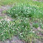 White Clover 