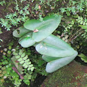 Heart Fern