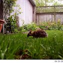 Eastern Cottontail