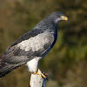 Black-chested Buzzard-Eagle