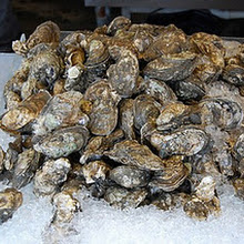 Great British Oyster Tasting Session