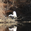 Great Egret
