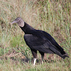 Black Vulture