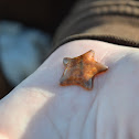 Bat Star