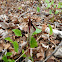 Jack-in-the-Pulpit