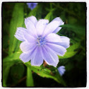 Chicory