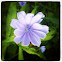 Chicory