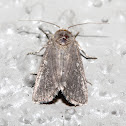 Moth