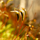 Fire Moss
