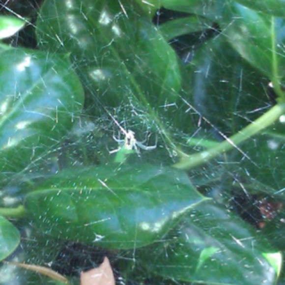 Spotting Image 1
