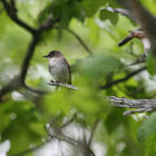Eastern Phoebe