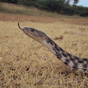 Checkered Keelback