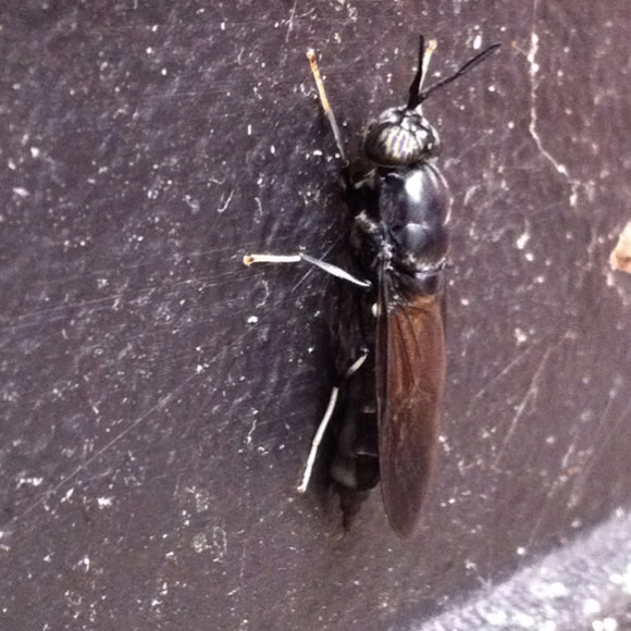 Spotting Image 1