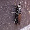 Black Soldier Fly