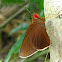Common Redeye