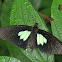 Parides butterfly