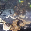 False Turkey Tail Fungus