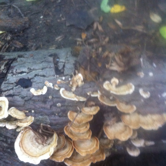 Spotting Image 1