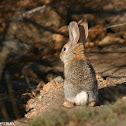 Desert Cottontail