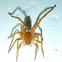 Sac Spider