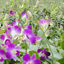Dendrobium Red Sonya