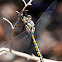 Tau Emerald Dragonfly
