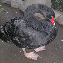 Cisne negro