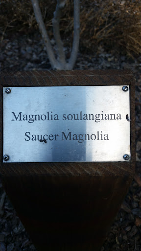 Saucer Magnolia Plaque
