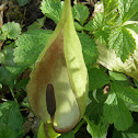 Wild arum
