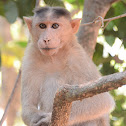 Crab-eating macaque