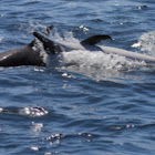 Short-beaked Common Dolphin