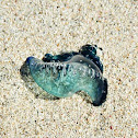 Baby Portuguese Man Of War